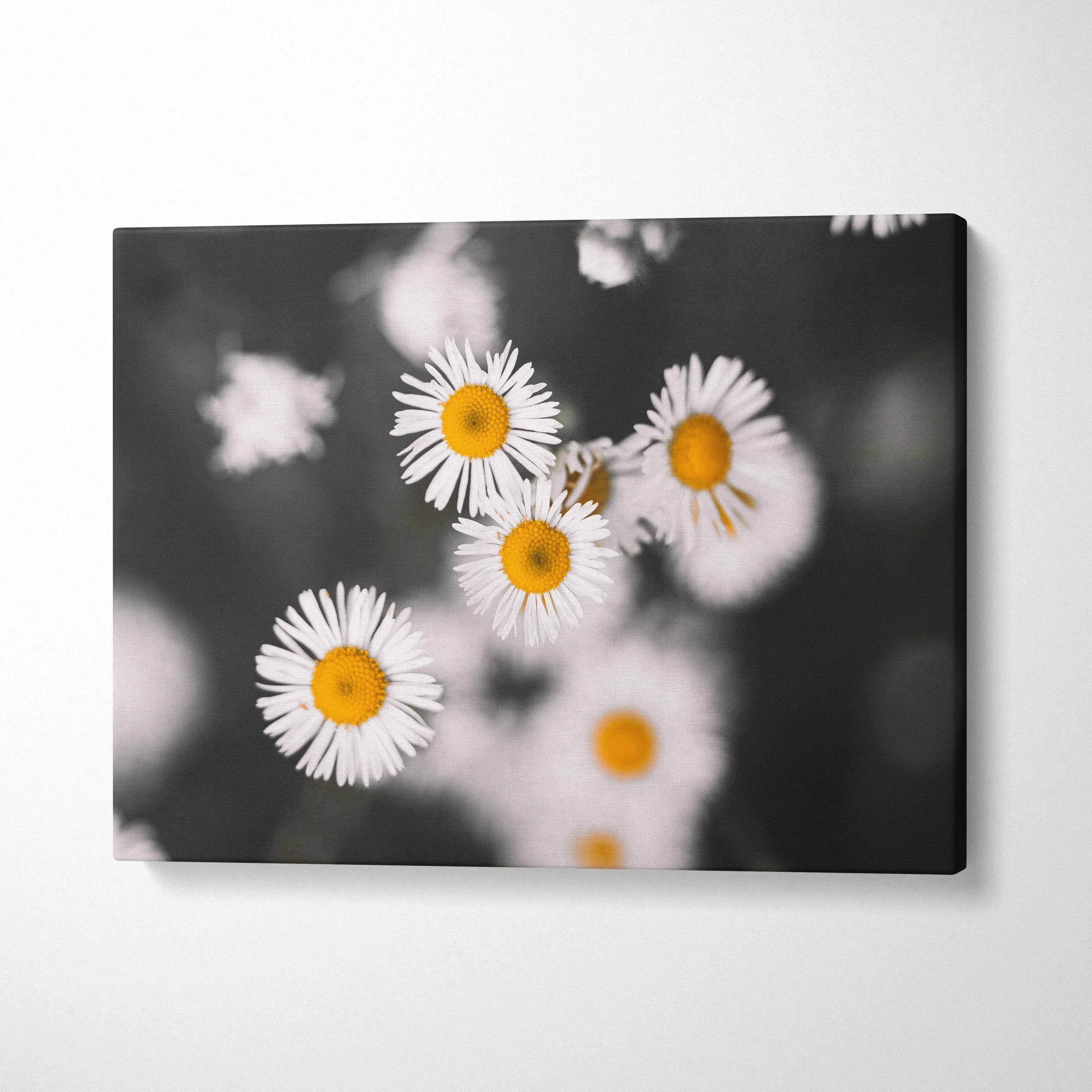 Canvas wall art featuring vibrant white daisy flowers with yellow centers and green stems on a dark blurred background.
