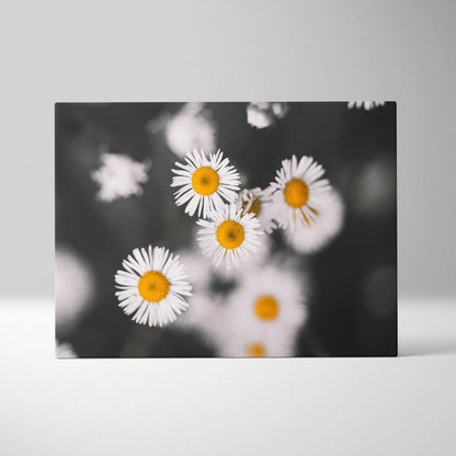 Canvas wall art featuring vibrant white daisy flowers with yellow centers and green stems on a blurred black and white.