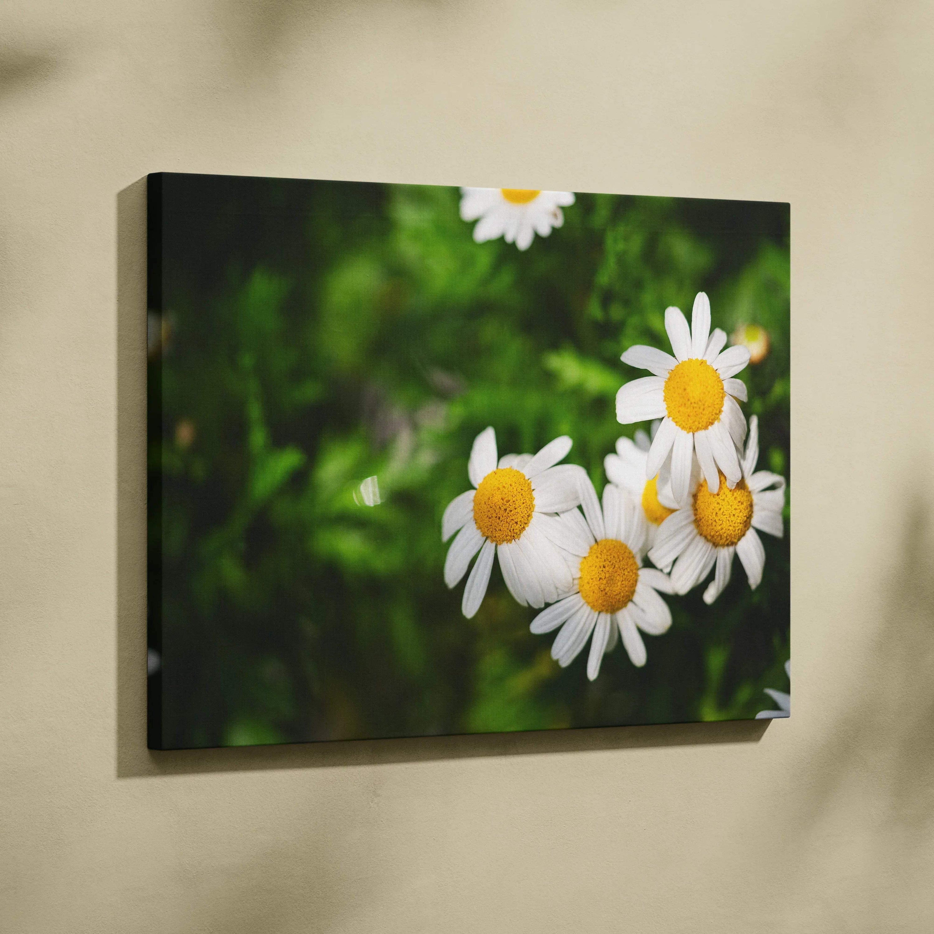 Canvas wall art featuring close-up white daisies with yellow centers against a blurred green background.