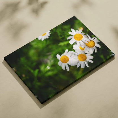 Horizontal canvas wall art featuring close-up white daisies with yellow centers on green background, floral decor.