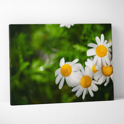 Canvas wall art featuring close-up of bright white daisies with yellow centers and green blurred background decor.