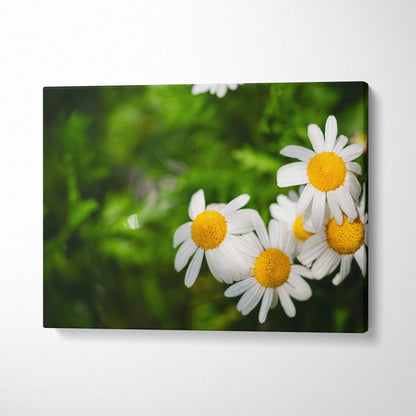 White daisy floral canvas wall art with green blurred background, horizontal decor piece.