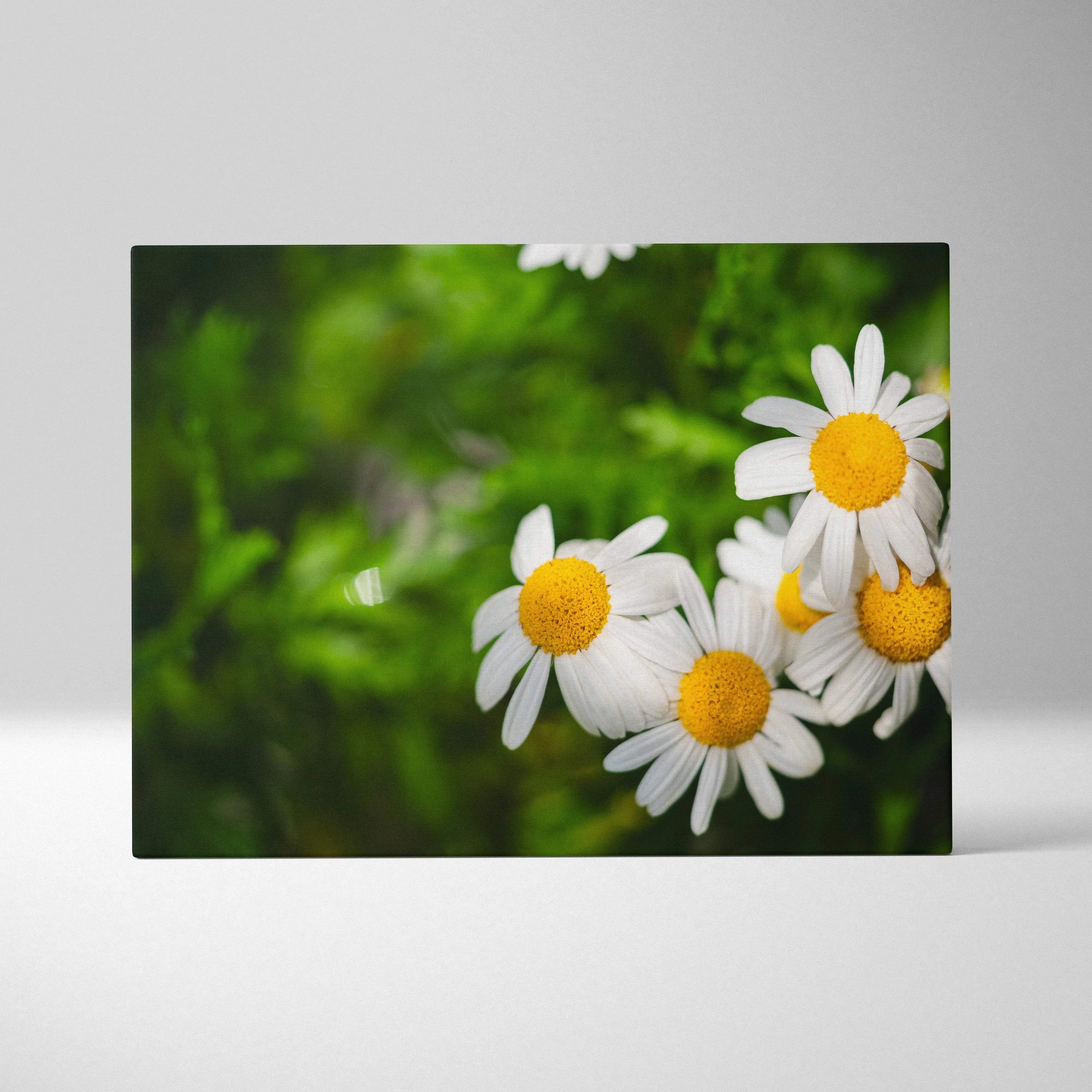 Daisy floral canvas wall art with vibrant yellow centers and white petals on green background decor.
