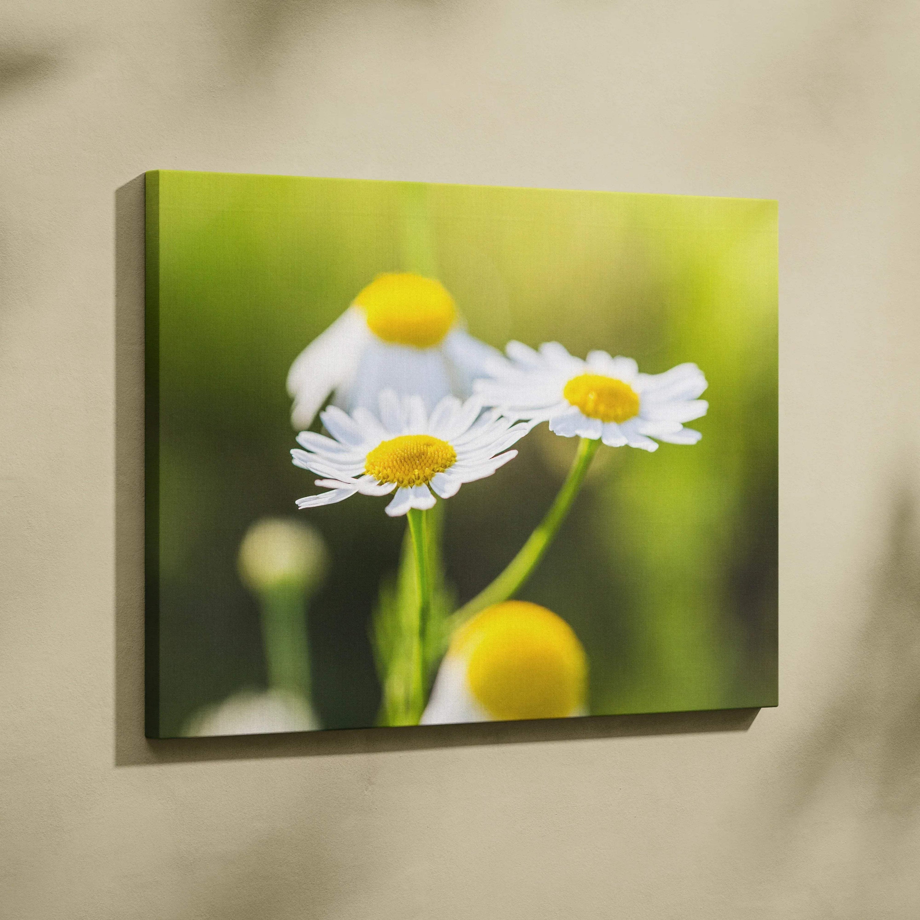 Vibrant daisy floral close-up on canvas wall art with green blurred background decor.