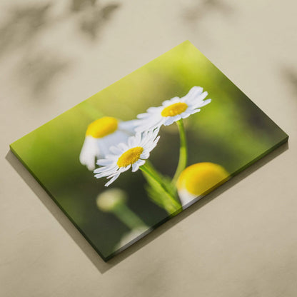 Canvas wall art featuring vibrant close-up daisies with white petals and yellow centers on a blurred green background.