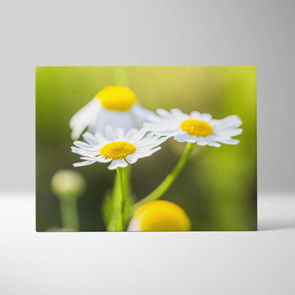 Vibrant canvas wall art featuring close-up of white daisies with yellow centers against green blurred background.