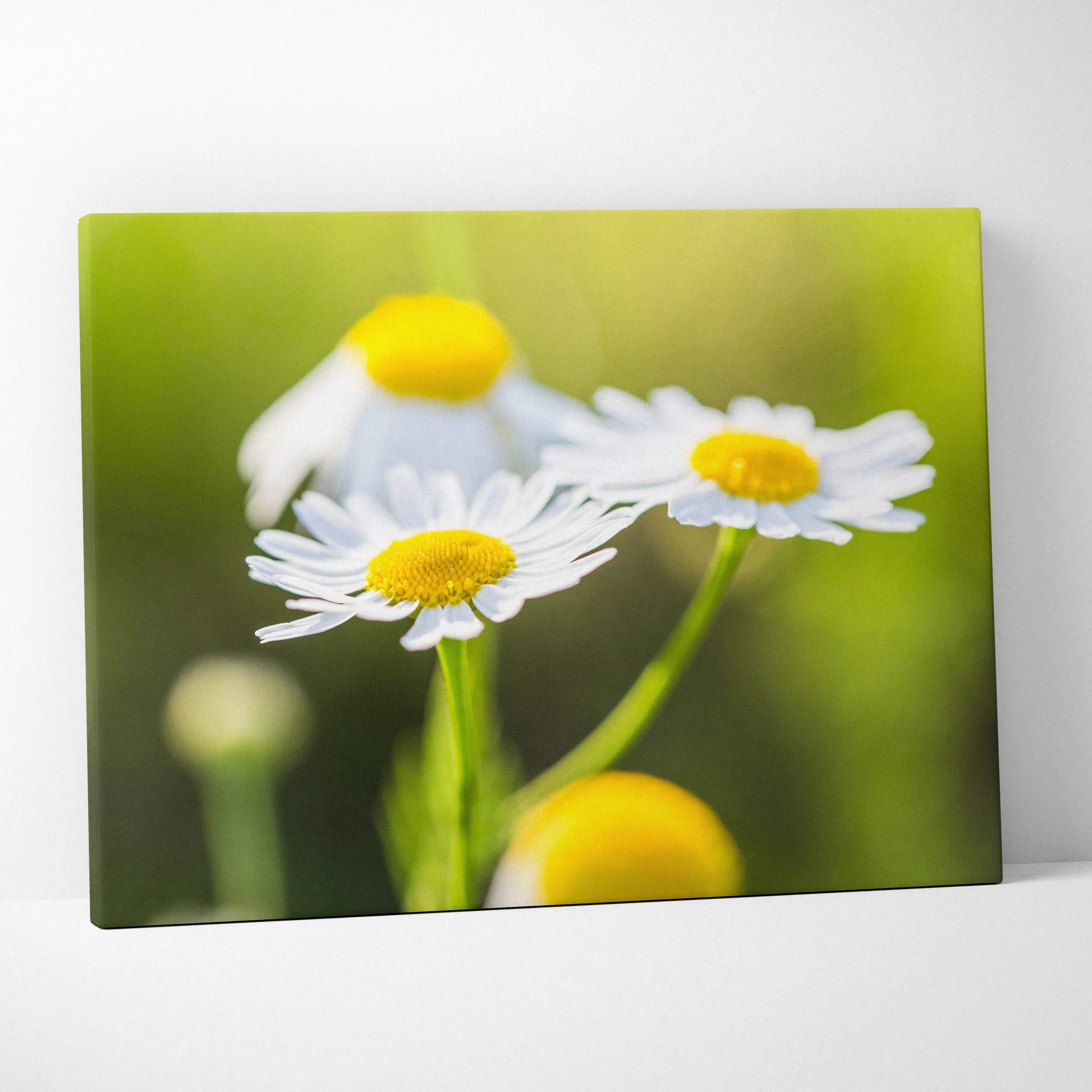 Canvas wall art featuring vibrant close-up of white and yellow daisy flowers with green blurred background.