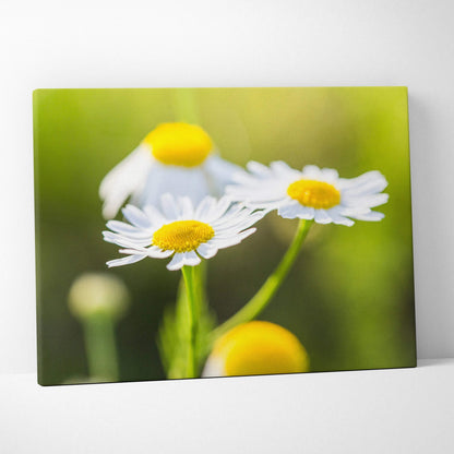Canvas wall art featuring vibrant close-up of white and yellow daisy flowers with green blurred background.