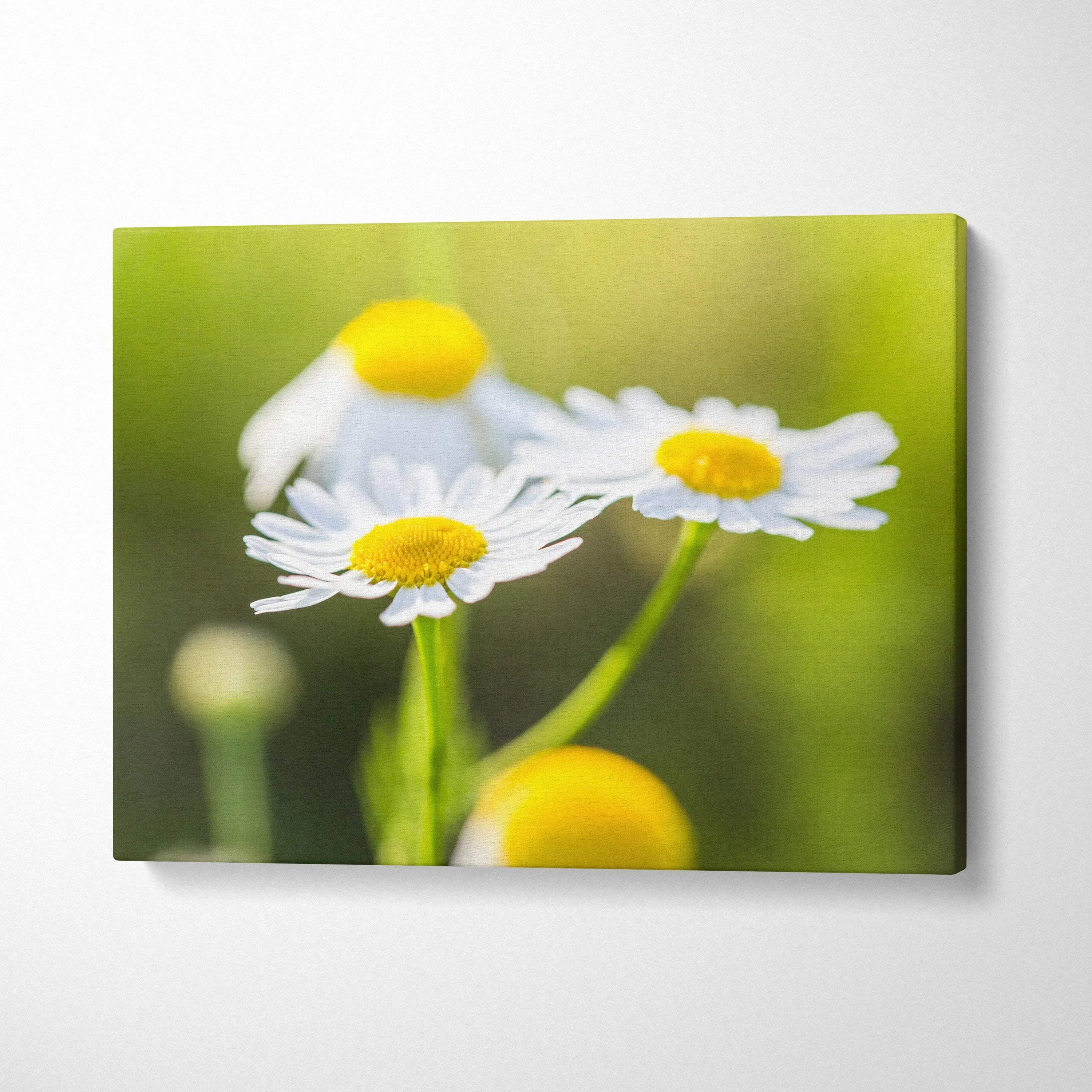 Vibrant daisy floral canvas wall art with bright yellow centers and soft white petals on green background decor.