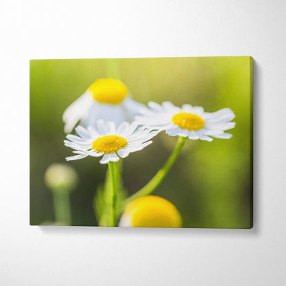 Vibrant daisy floral canvas wall art with bright yellow centers and soft white petals on green background decor.