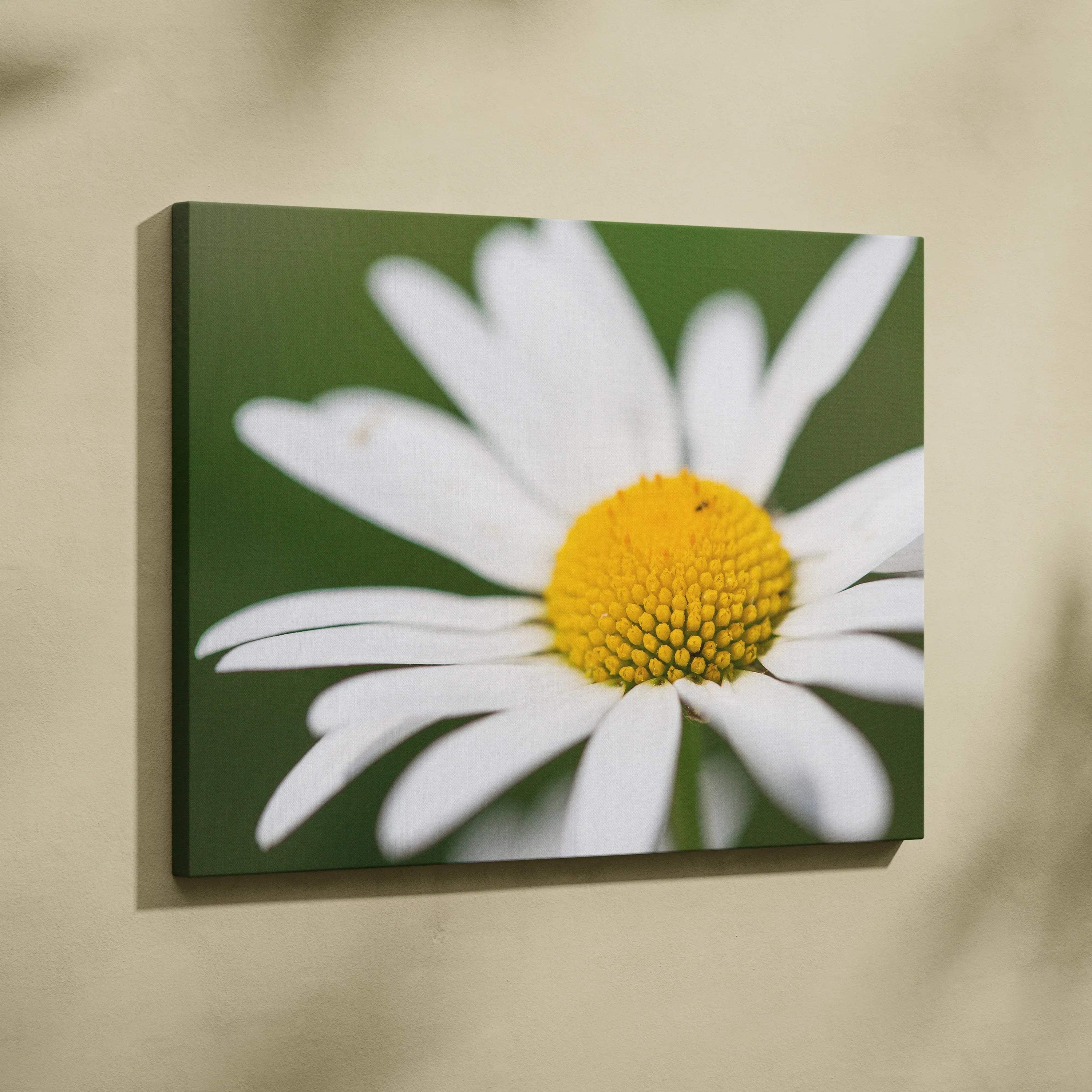 Canvas wall art featuring a close-up of a vibrant white daisy with a yellow center and green blurred background.