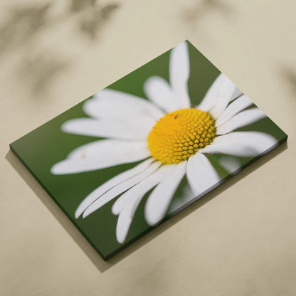 Canvas wall art featuring a close-up of a vibrant white daisy with a bright yellow center against a soft green background.