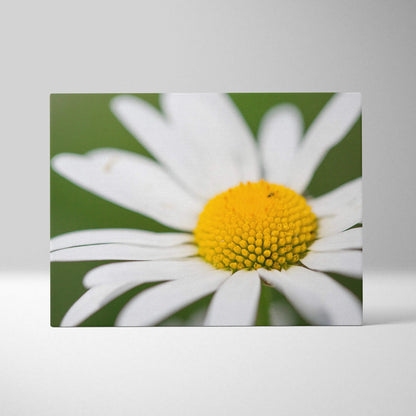 Canvas wall art featuring a close-up of a vibrant white daisy with a bright yellow center against a green background.