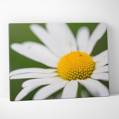 Canvas wall art featuring a close-up of a vibrant white daisy with a bright yellow center and green background.