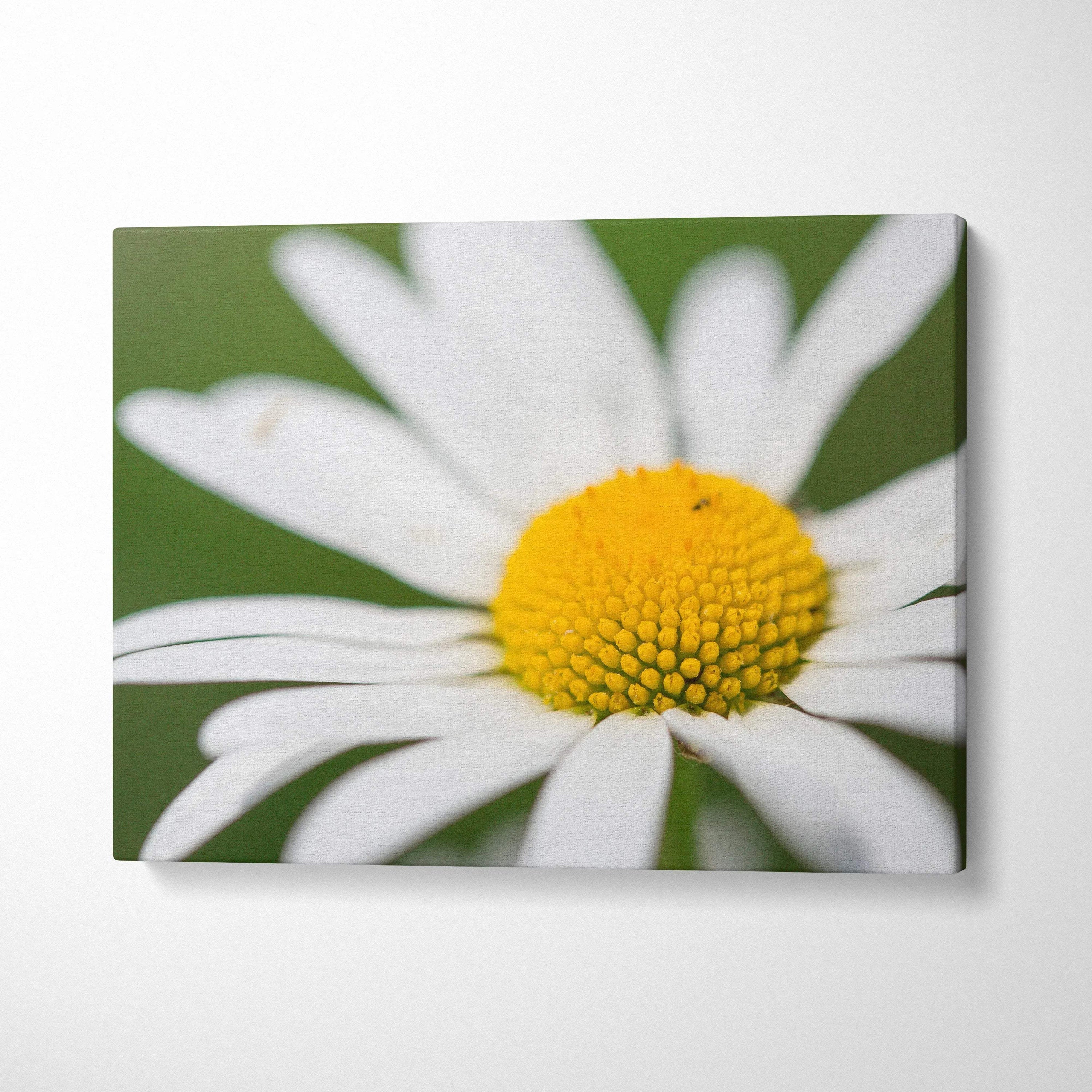 Canvas wall art featuring vibrant close-up of white daisy with yellow center on green background decor.