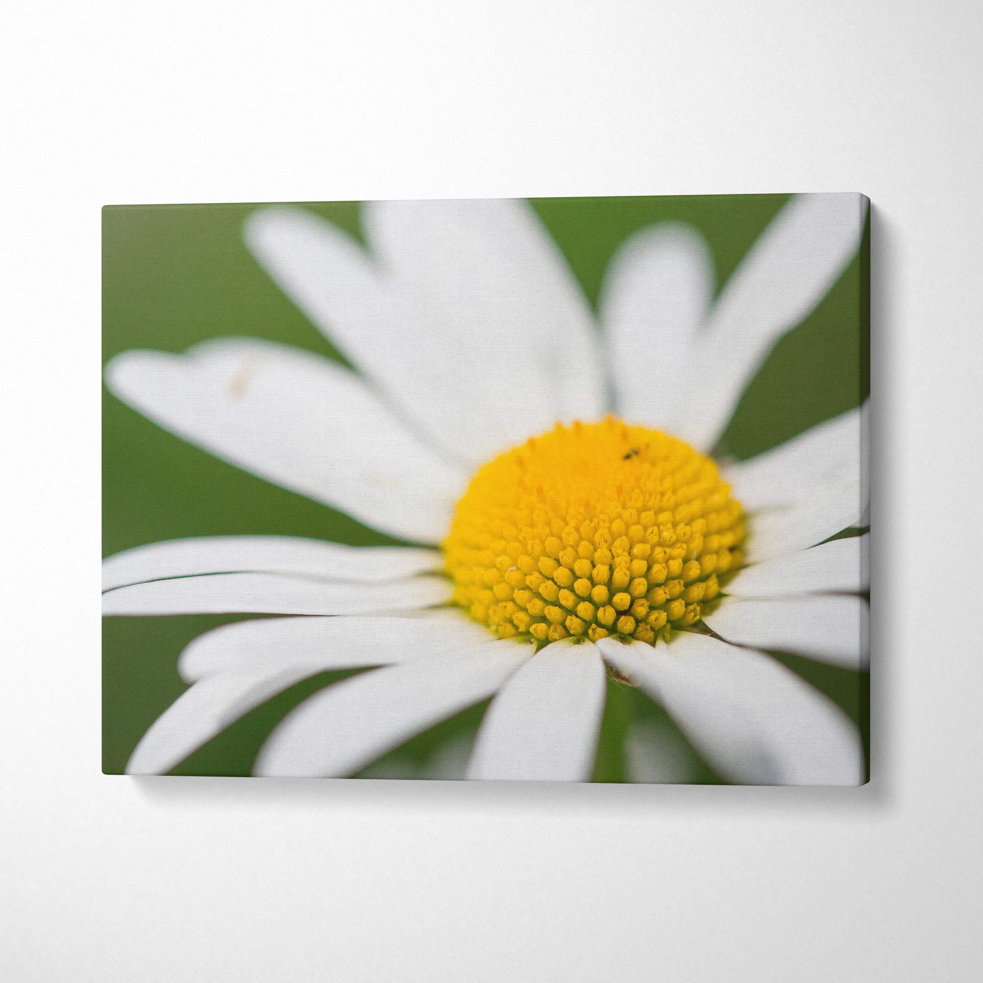 Canvas wall art featuring vibrant close-up of white daisy with yellow center on green background decor.
