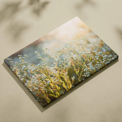 Canvas wall art featuring delicate white wildflowers with soft sunlight and a blurred natural background, perfect for home.