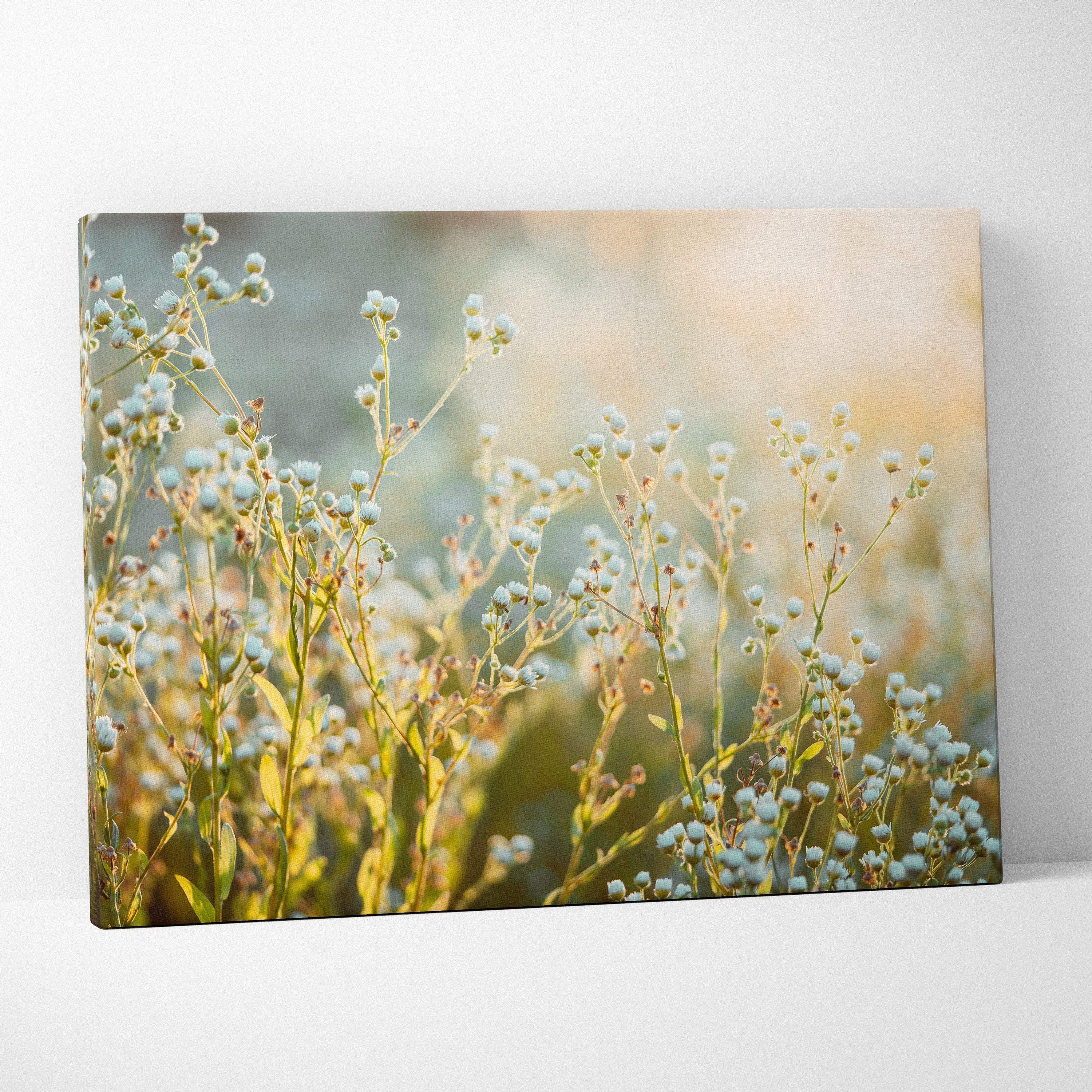Canvas wall art featuring delicate white wildflowers with green stems against a soft golden blurred background.