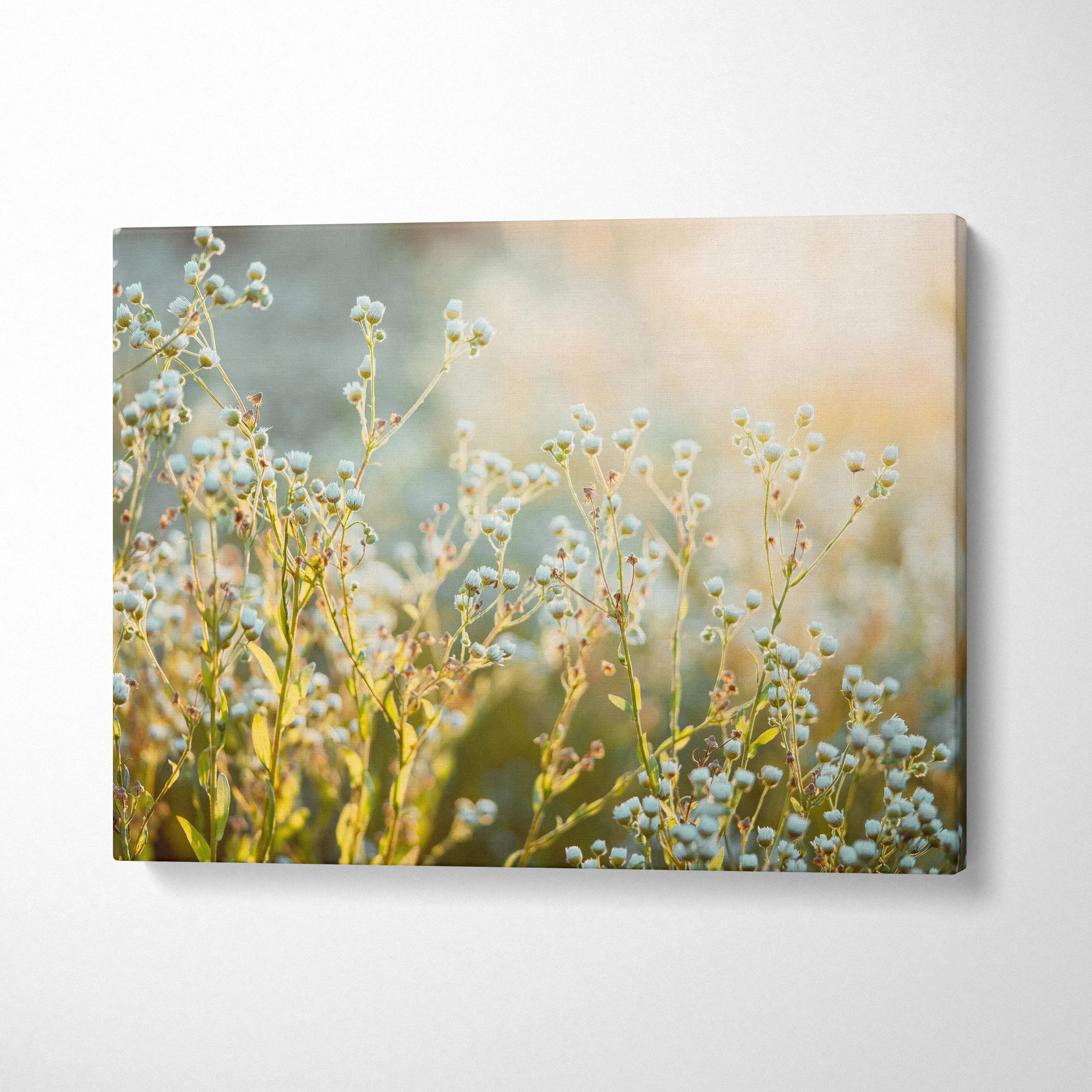 Canvas wall art featuring delicate white wildflowers with soft sunlight and a blurred natural background for decor.