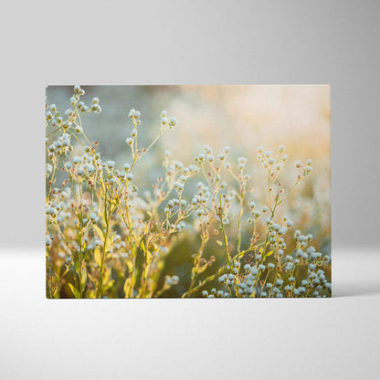 Canvas wall art featuring delicate white wildflowers with soft sunlight and a blurred natural background for home decor.