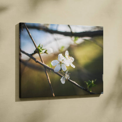 Canvas wall art featuring delicate white cherry blossom flowers on blurred natural background decor.