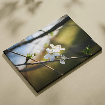 Canvas wall art featuring close-up white cherry blossom flowers on branches with soft green and brown blurred background.