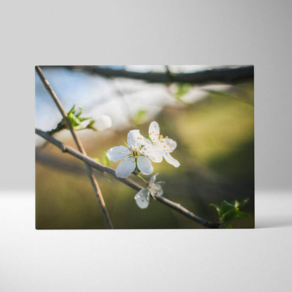 Canvas wall art featuring delicate white cherry blossom flowers on brown branches with a blurred green and blue background.