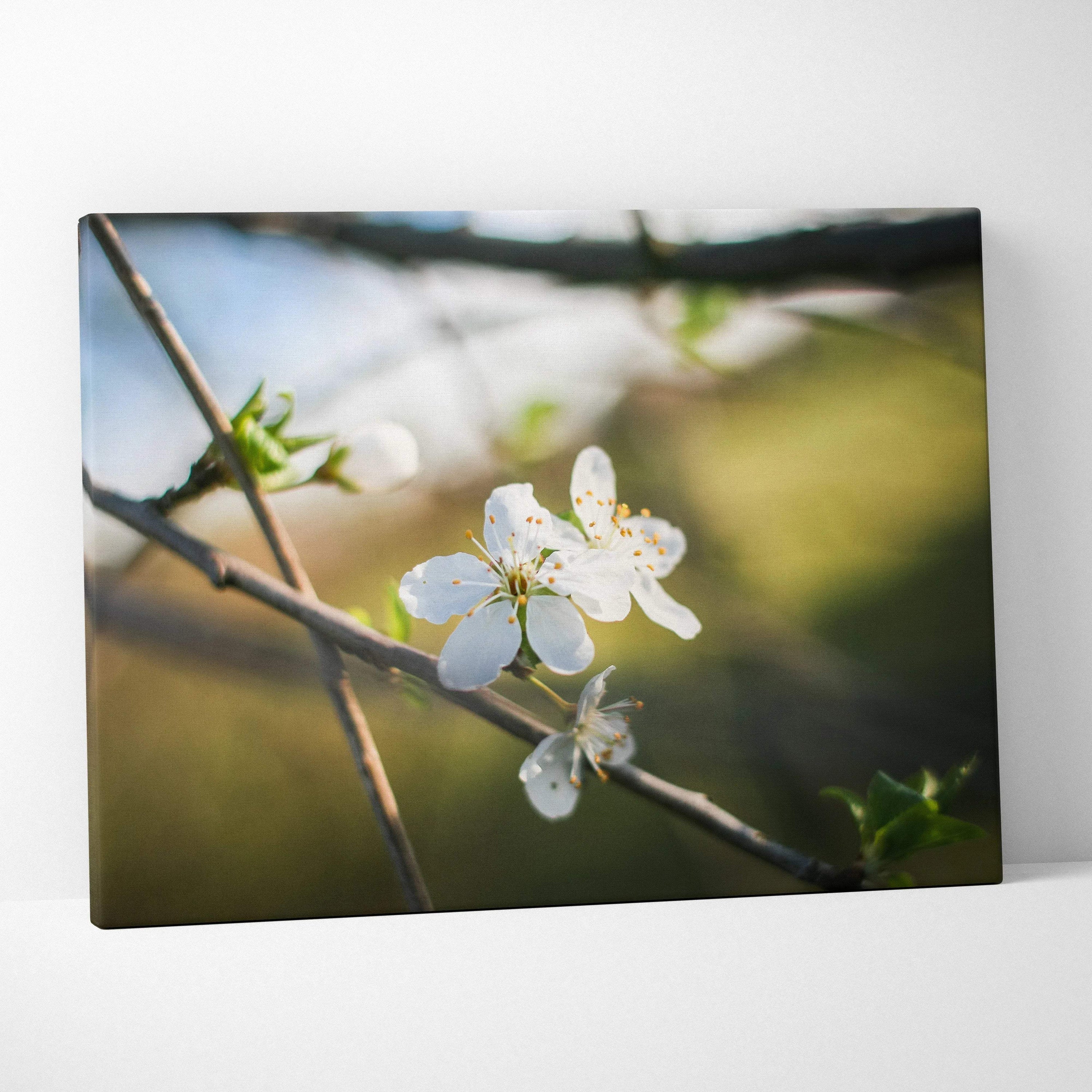 Canvas wall art featuring close-up of white cherry blossom flowers on branches with blurred natural background.