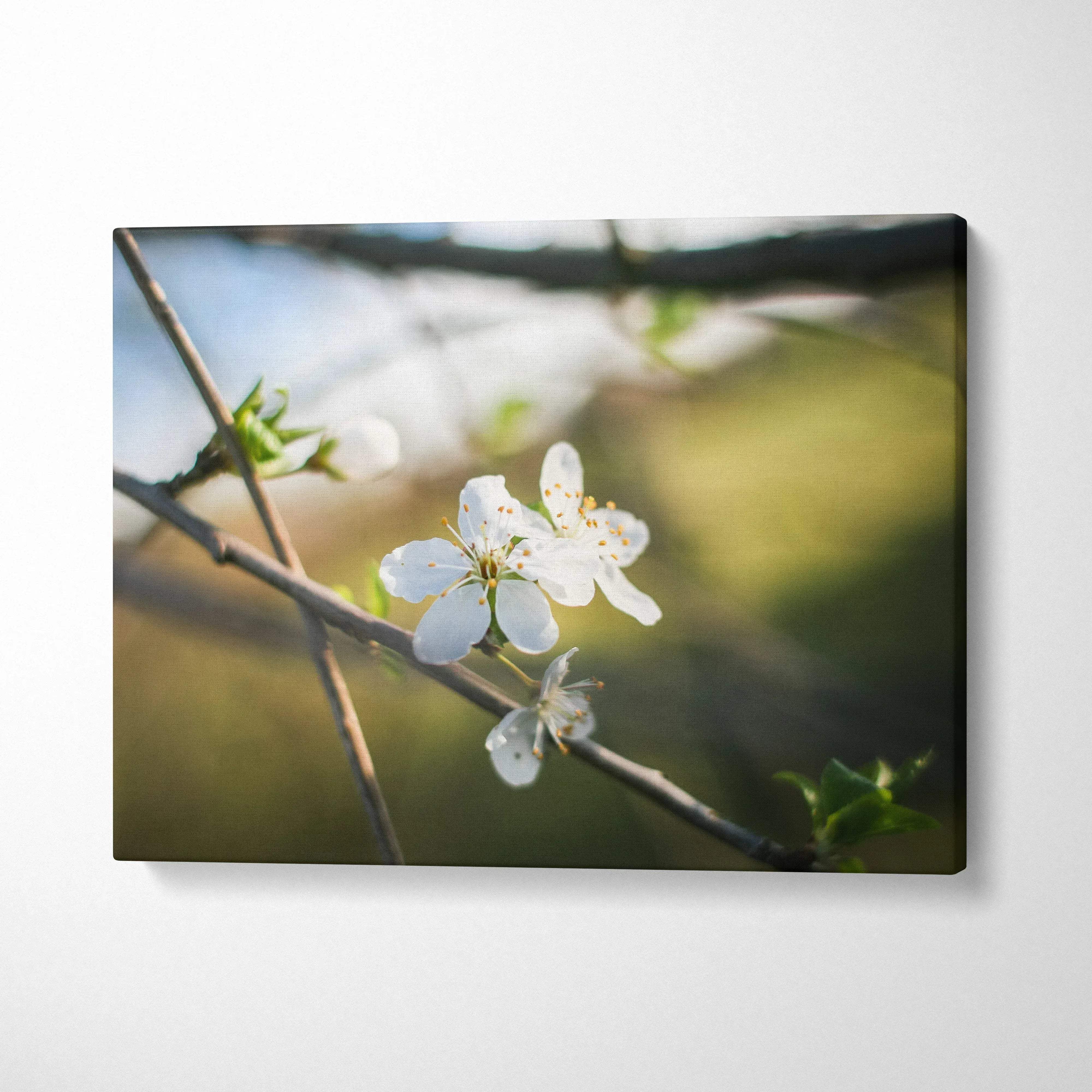 Cherry blossom floral canvas wall art with white flowers on blurred green background for home decor.