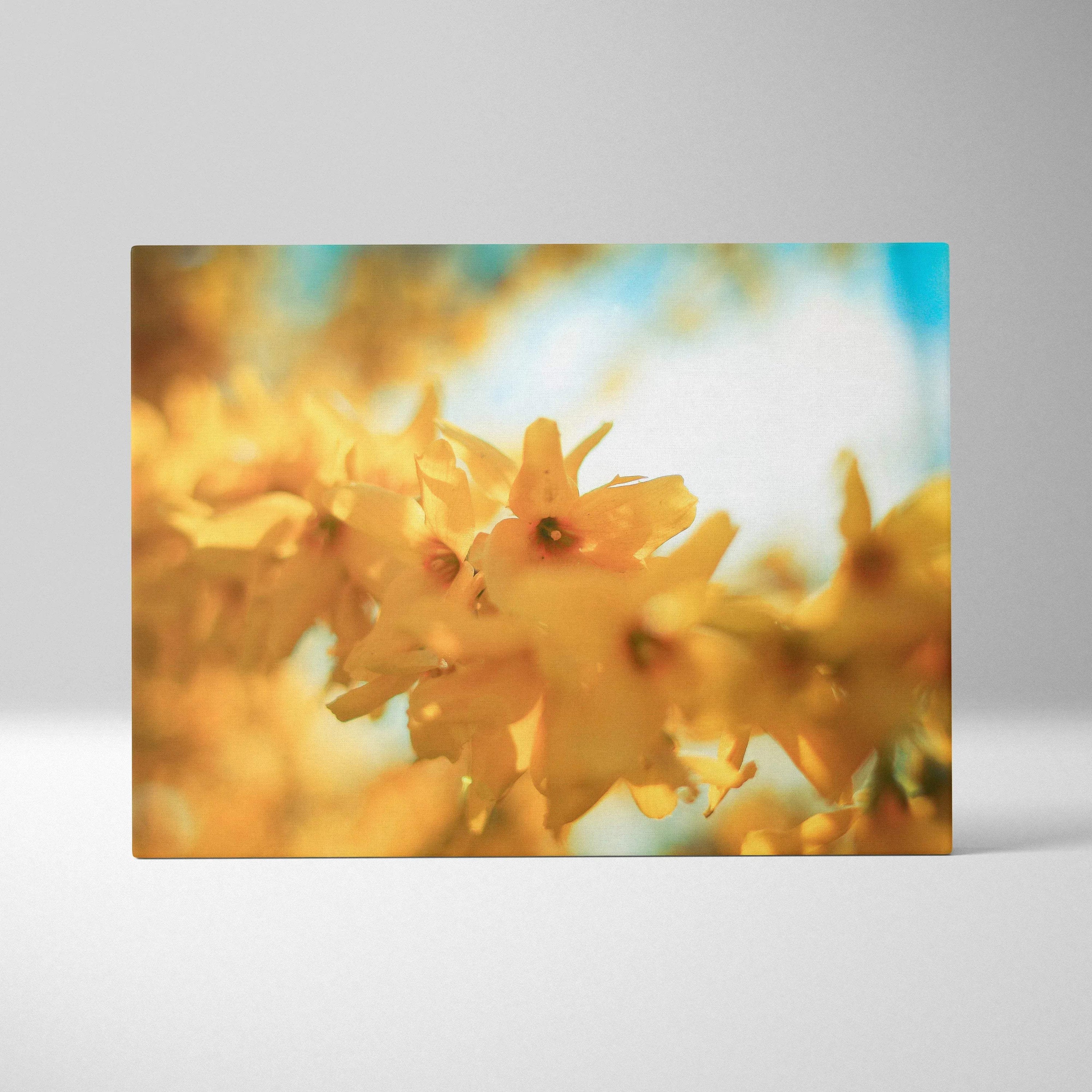 Yellow cherry blossom flowers on canvas with a soft-focus blue and white background wall art.