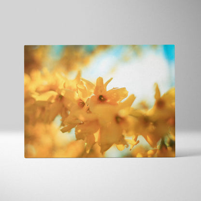 Yellow cherry blossom flowers on canvas with a soft-focus blue and white background wall art.