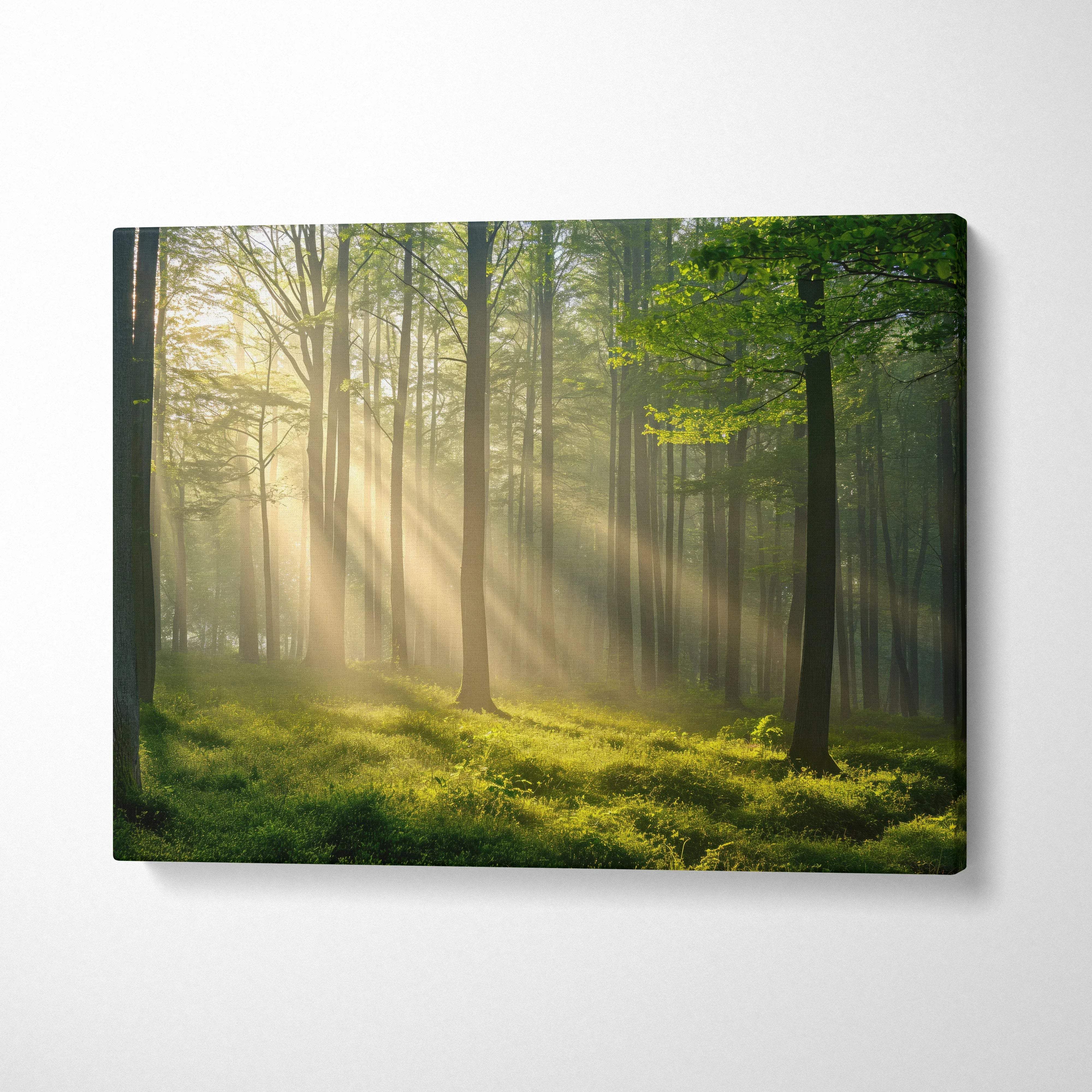 Canvas wall art of a sunlit forest with ancient trees and rays of light filtering through dense green foliage.