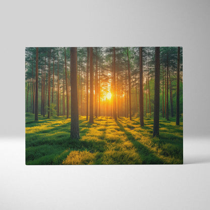 Forest sunset with sun rays through tall trees canvas wall art decor with vibrant green grass.