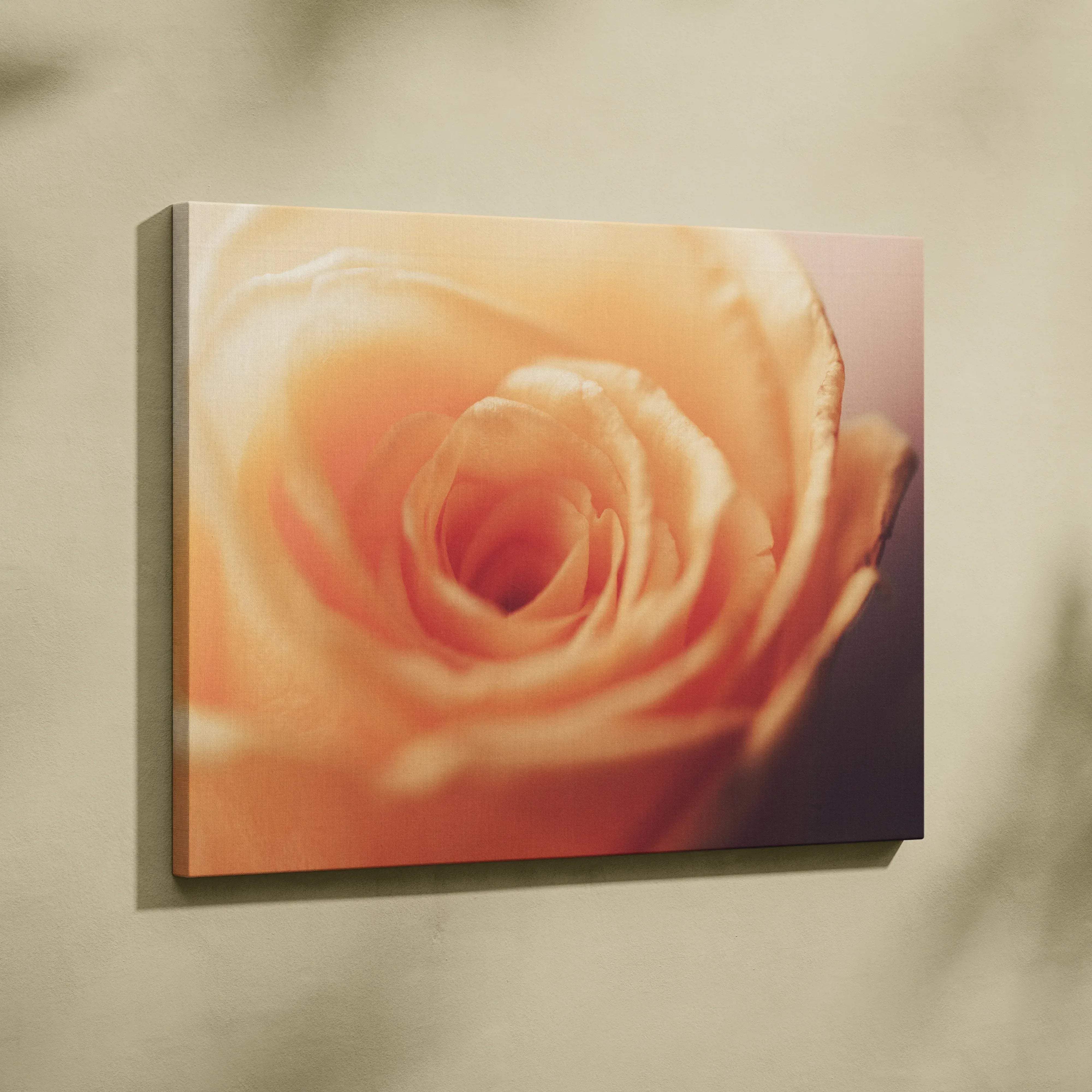 A soft peach-colored rose printed on stretched canvas wall art for warm cozy living room decor