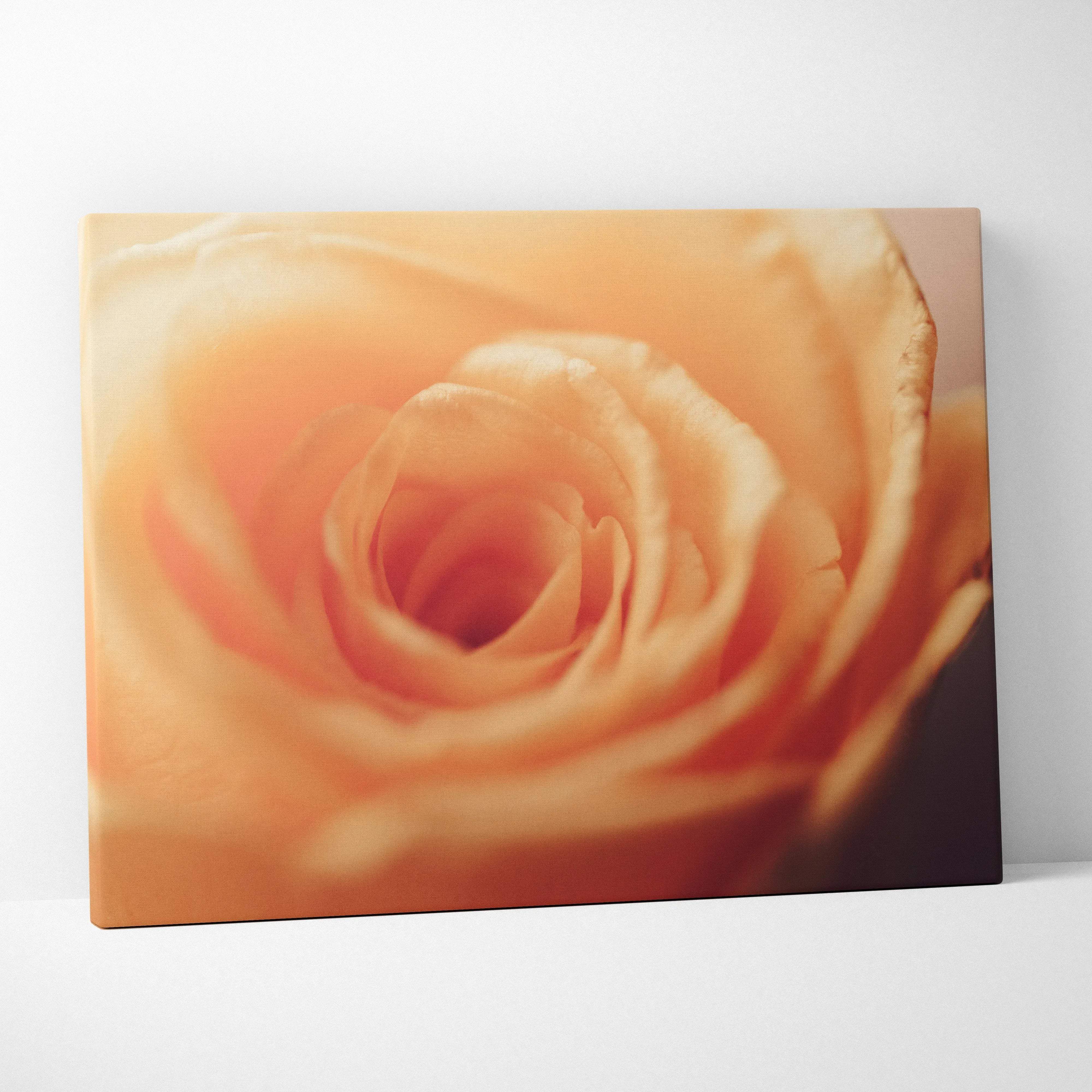 Soft focus orange rose canvas wall art with layered petals in warm peach to amber tones for cozy living room decor