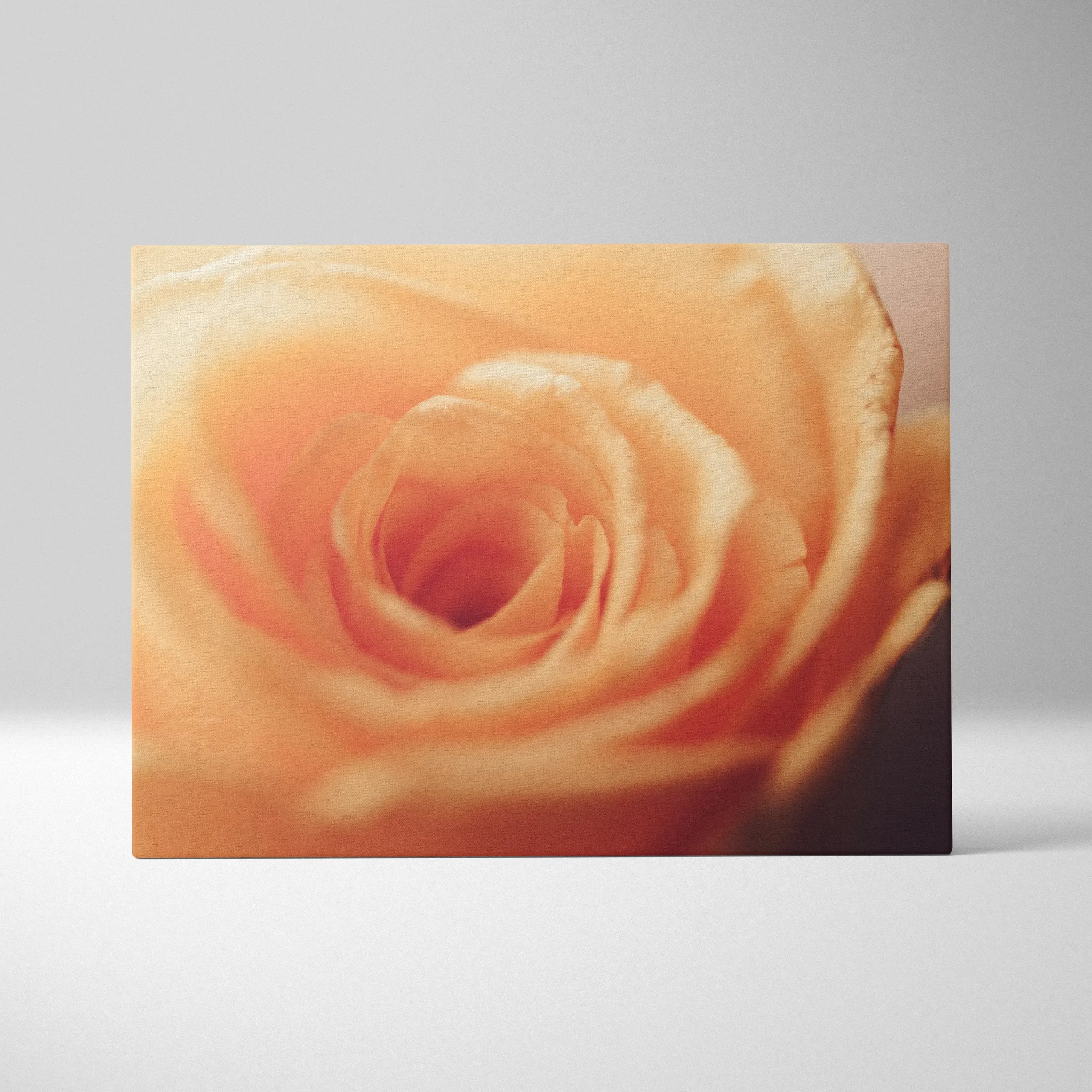 Vibrant orange rose close-up floral canvas wall art with soft petals and warm tones.