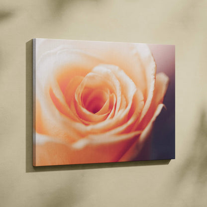 Orange rose close-up floral canvas wall art with soft-focus background decor.