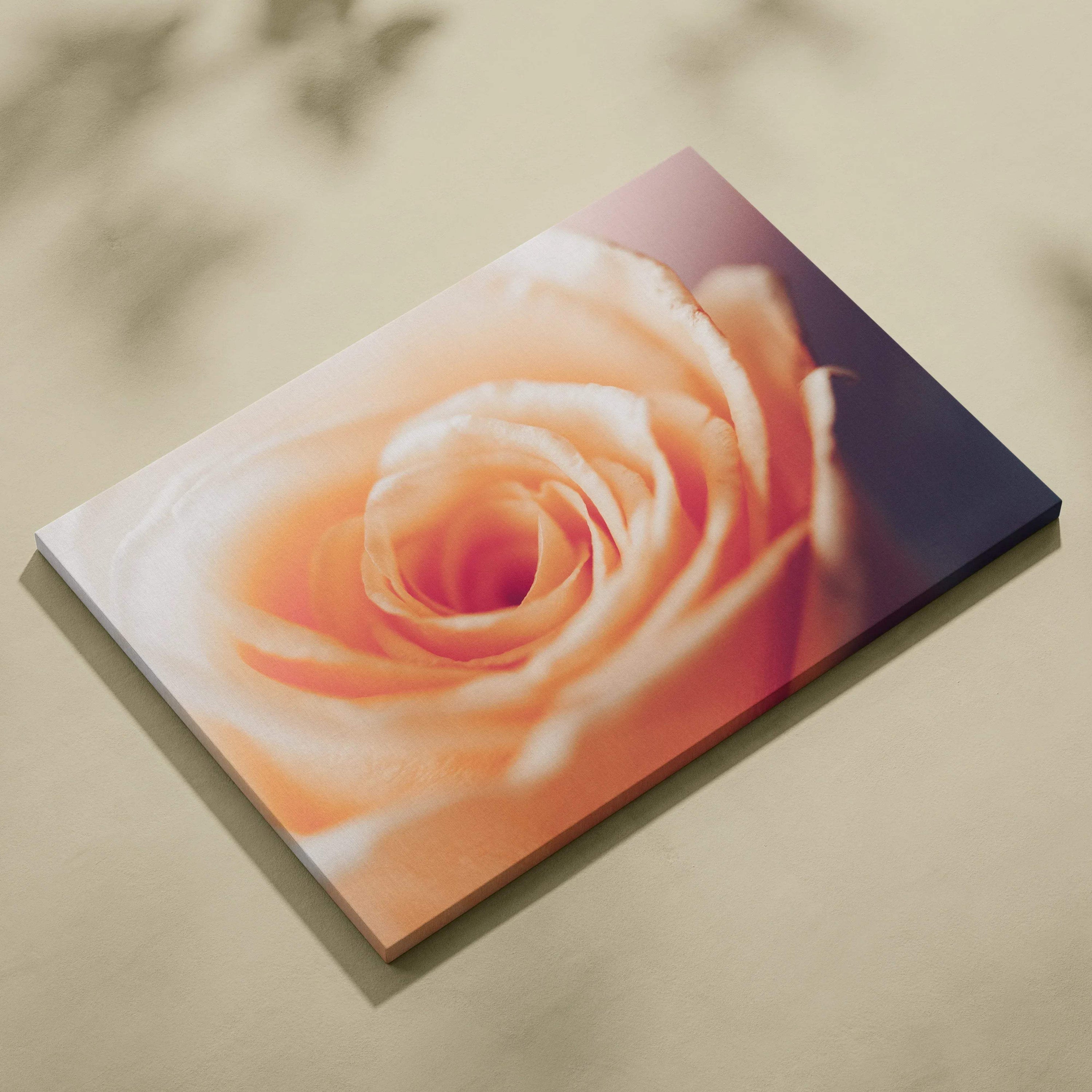Orange rose close-up floral canvas wall art with soft gradient background decor.
