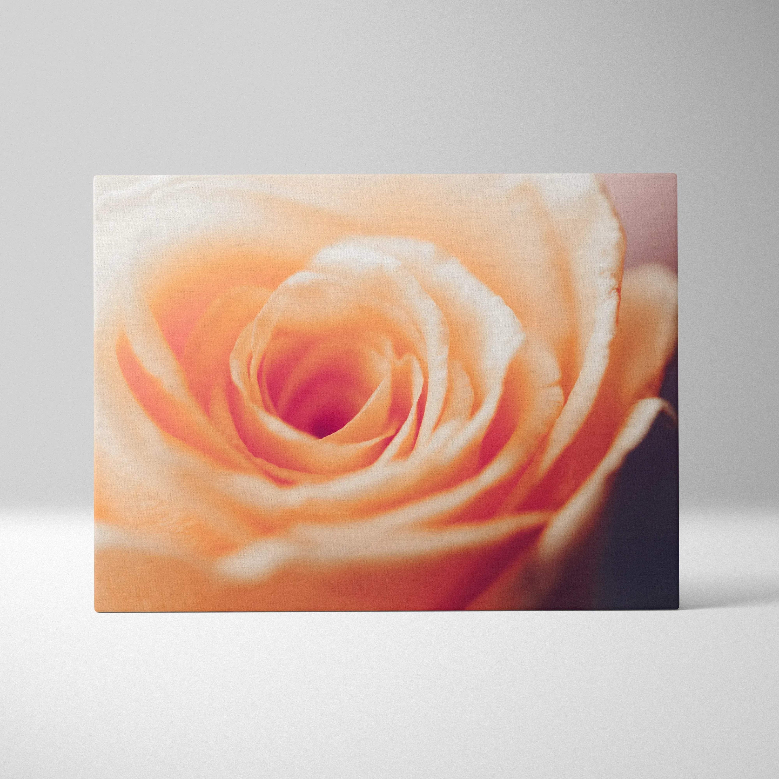 Orange rose close-up floral canvas wall art with soft gradient background decor.