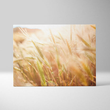 Canvas wall art featuring a sunlit wheat field with golden stalks and soft floral hues for home decor.