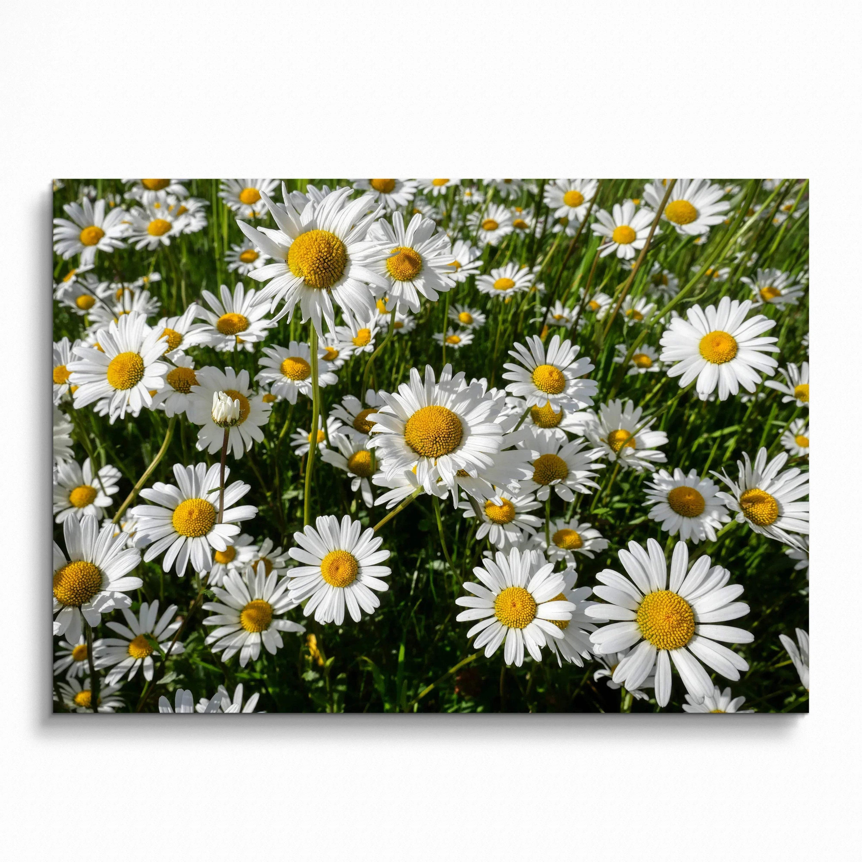 Vibrant floral poster featuring white daisies with yellow centers, bright nature wall art.