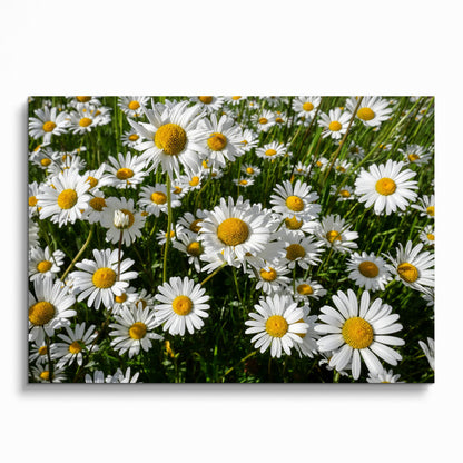 Vibrant floral poster featuring white daisies with yellow centers, bright nature wall art.