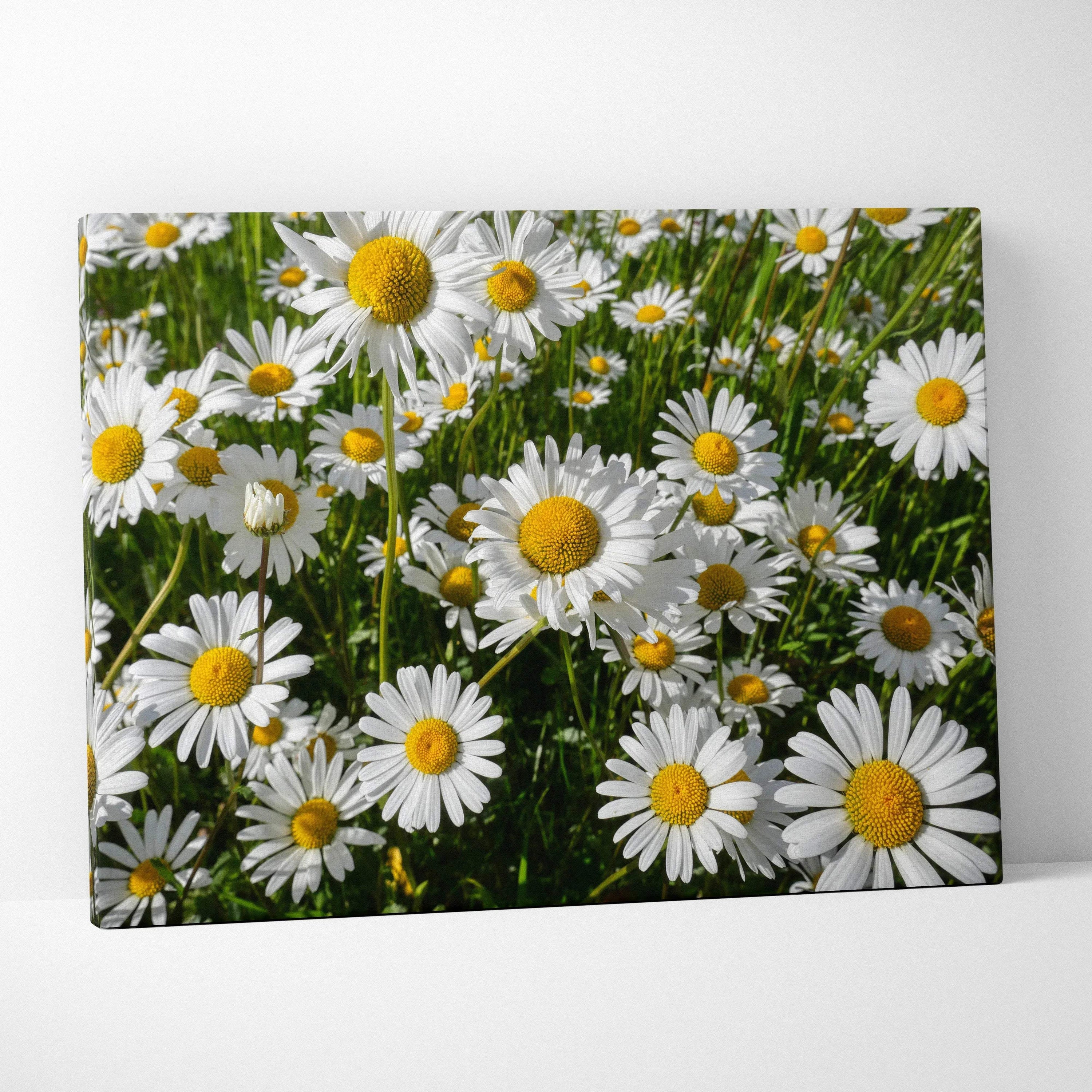 Canvas wall art featuring vibrant blooming white daisies with yellow centers in green meadow background.