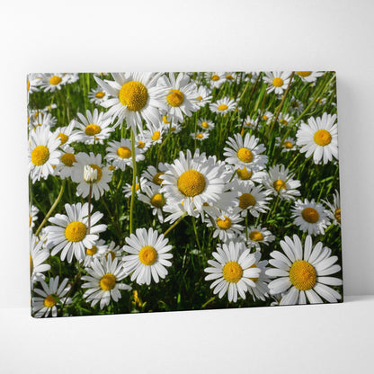 Canvas wall art featuring vibrant blooming white daisies with yellow centers in green meadow background.