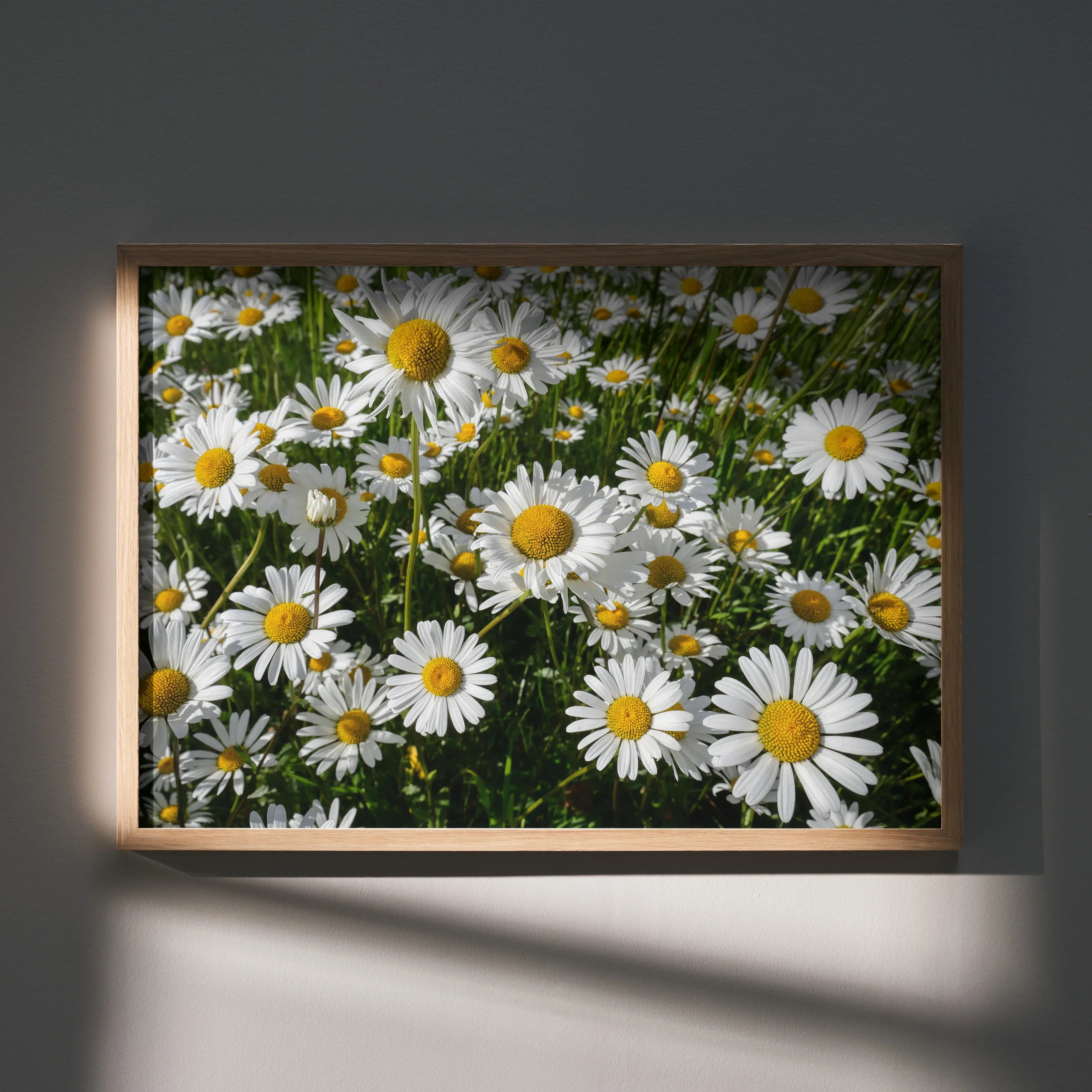 Vibrant floral poster featuring white daisies with yellow centers as wall art in a wooden frame.