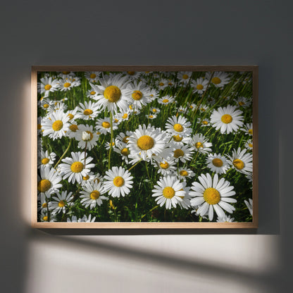Vibrant floral poster featuring white daisies with yellow centers as wall art in a wooden frame.