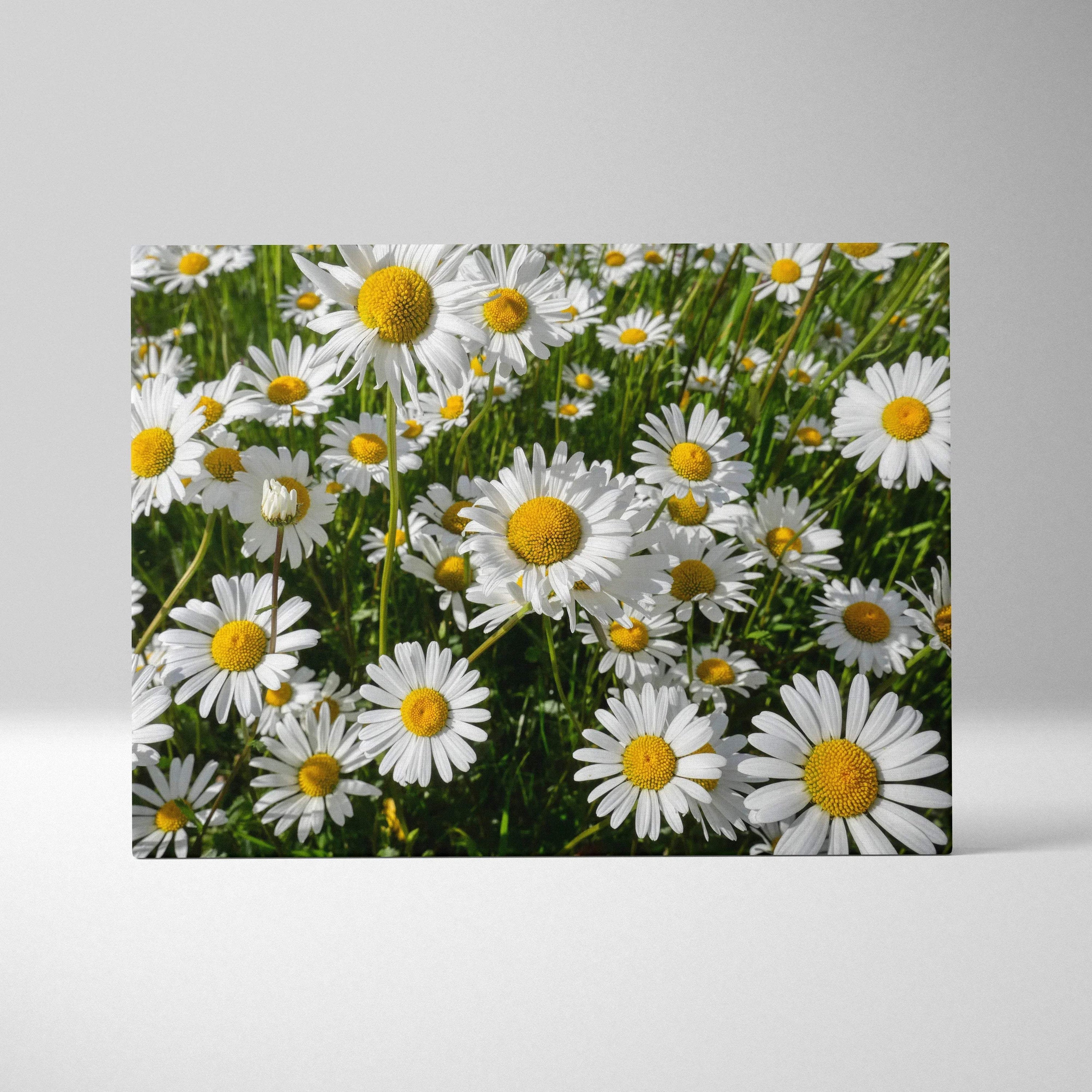 Canvas wall art featuring vibrant white daisies with yellow centers and green foliage.