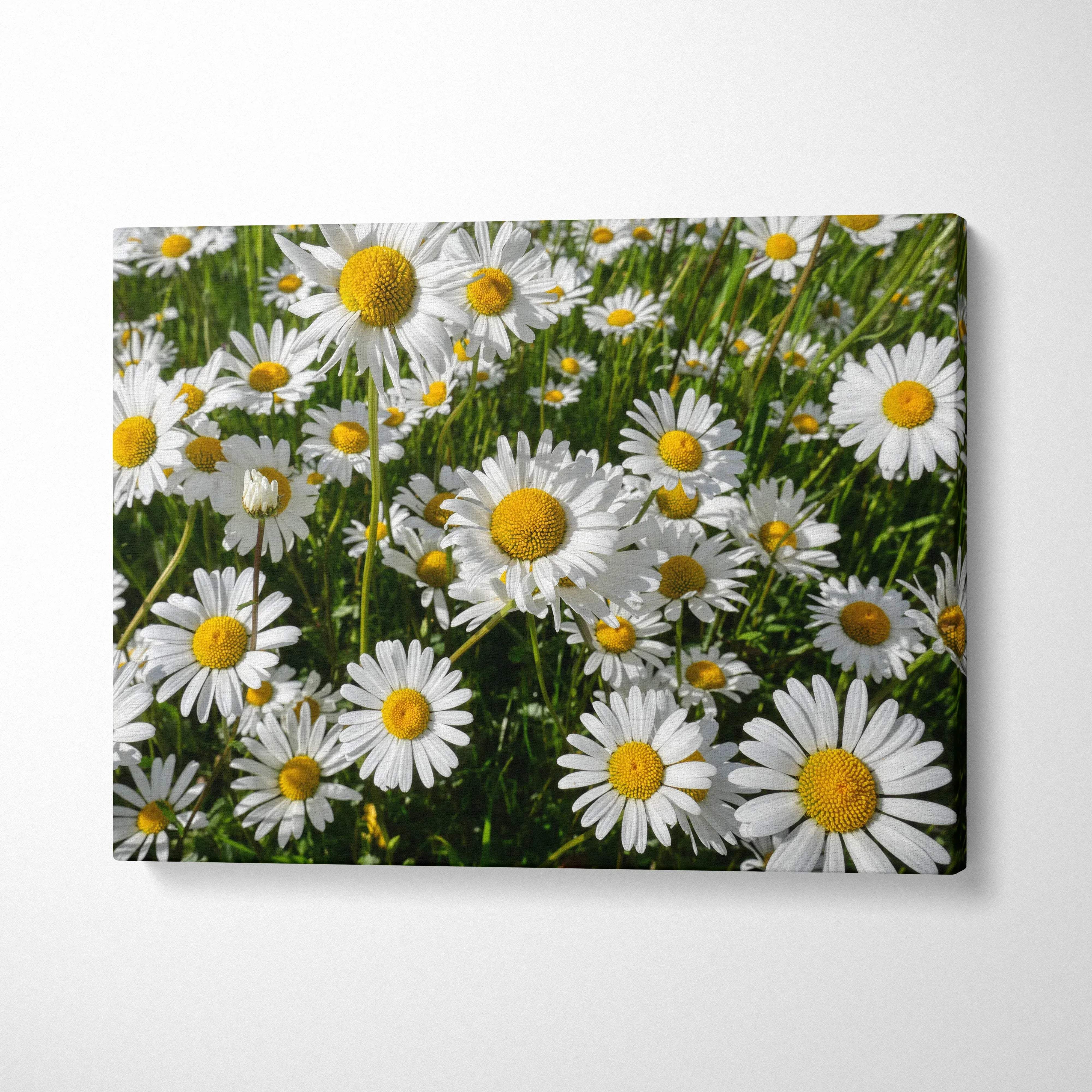 Canvas wall art featuring vibrant white daisies with yellow centers and green foliage background.