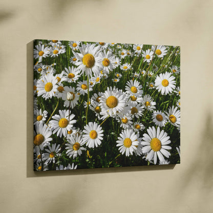 Canvas wall art featuring vibrant white daisies with yellow centers against green foliage.