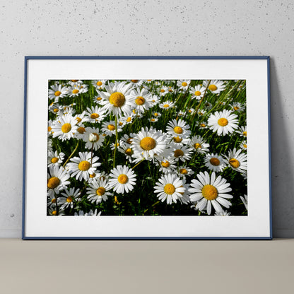 Vibrant floral poster featuring white daisies with yellow centers, framed wall art for nature decor.